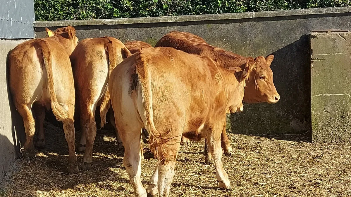 5 red limousin heifers - Image 2