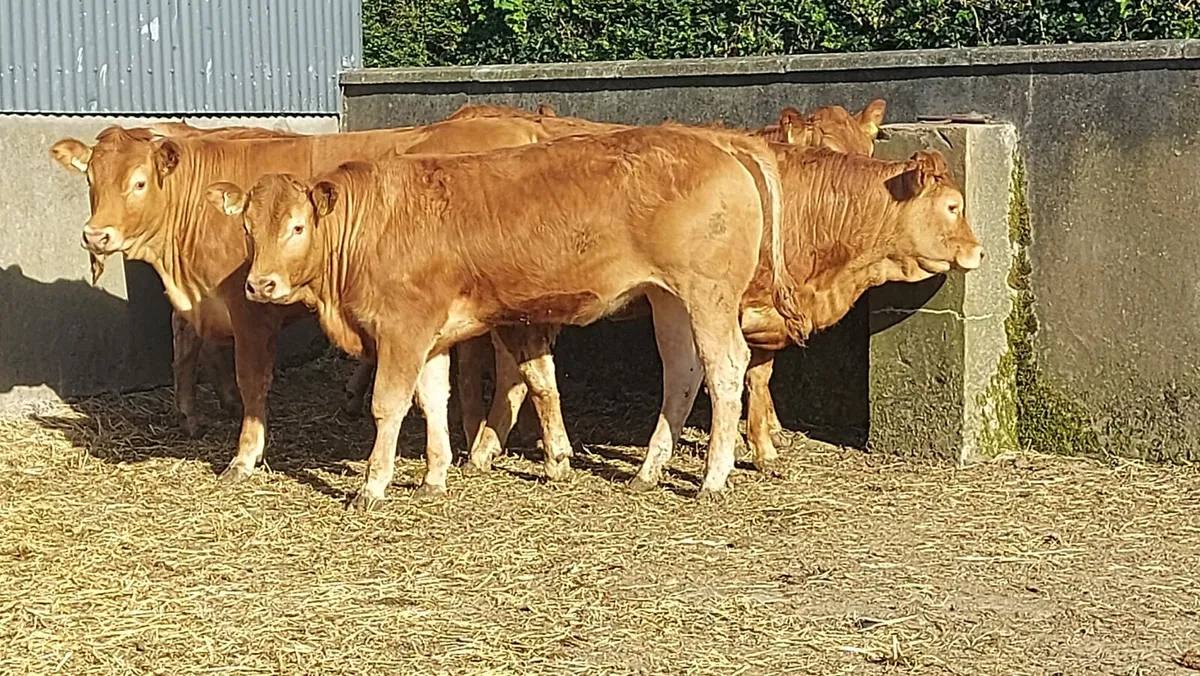 5 red limousin heifers - Image 3