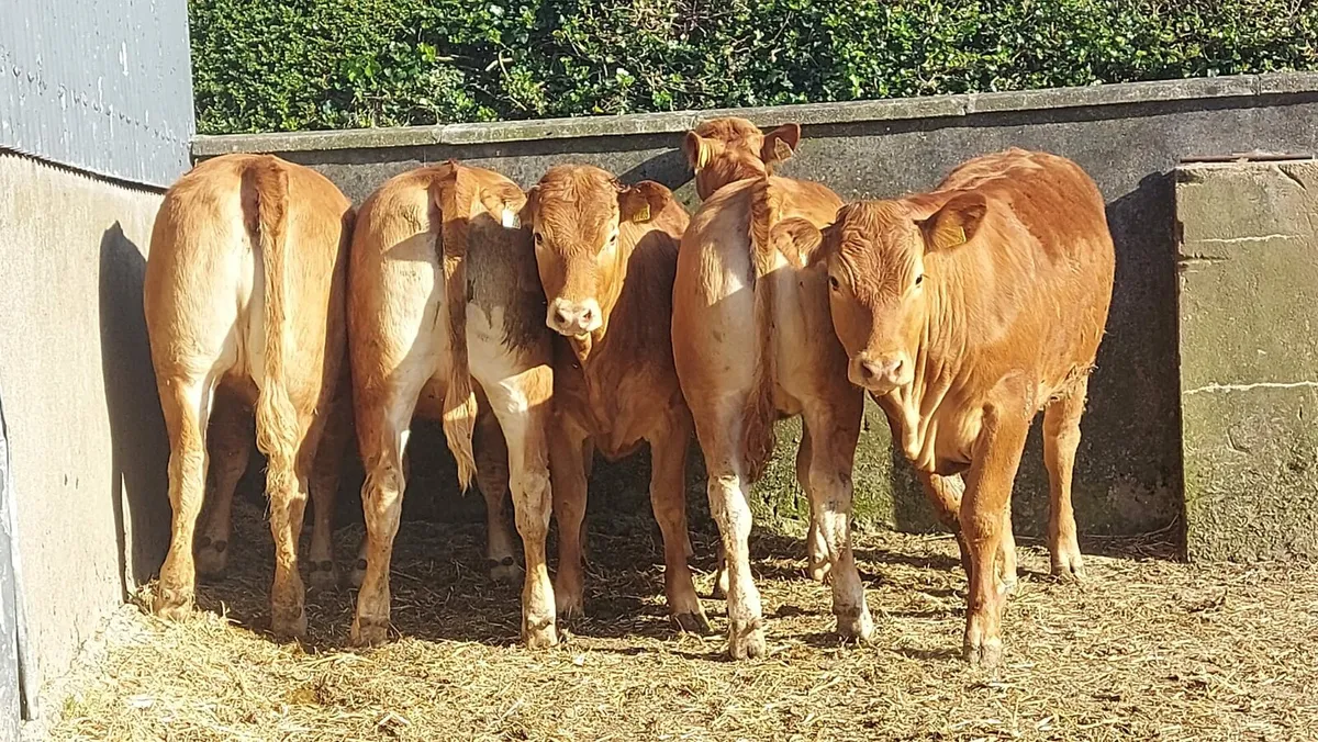 5 red limousin heifers - Image 4