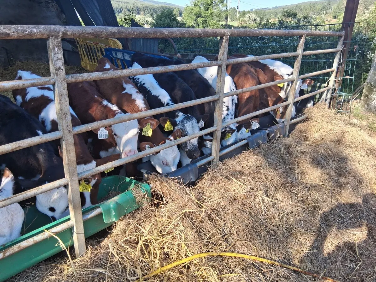 30 FULLY REARED HEIFER CALVES - Image 1