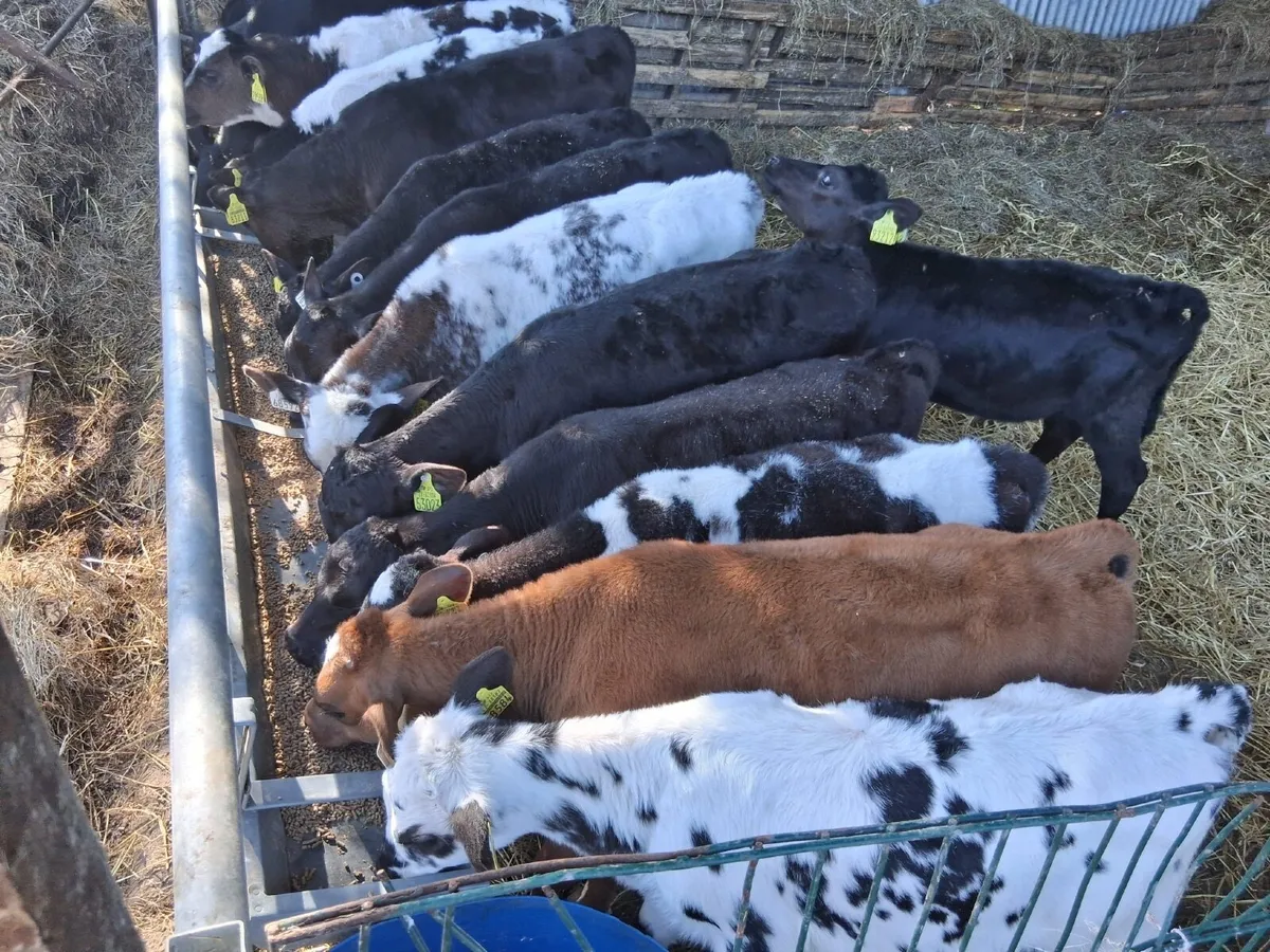 30 FULLY REARED HEIFER CALVES - Image 2