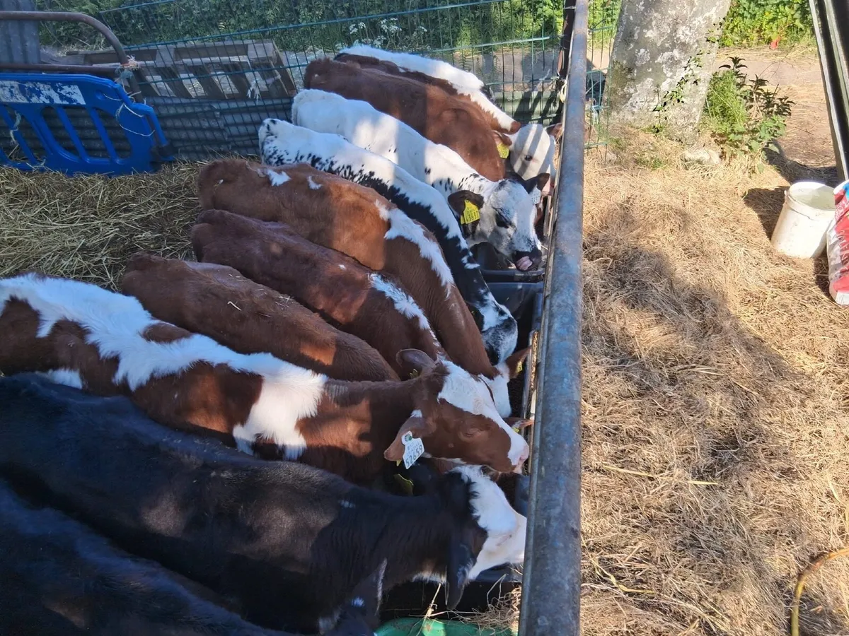 30 FULLY REARED HEIFER CALVES - Image 3