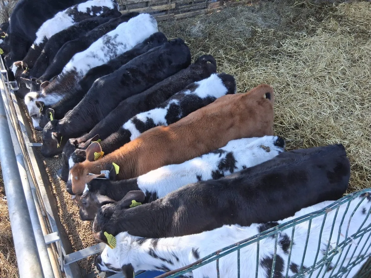 30 FULLY REARED HEIFER CALVES - Image 4