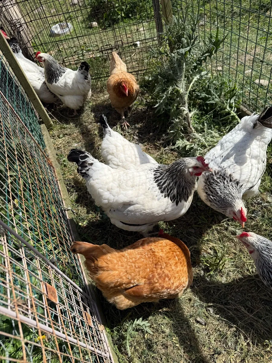 Sussex hens trio - Image 1