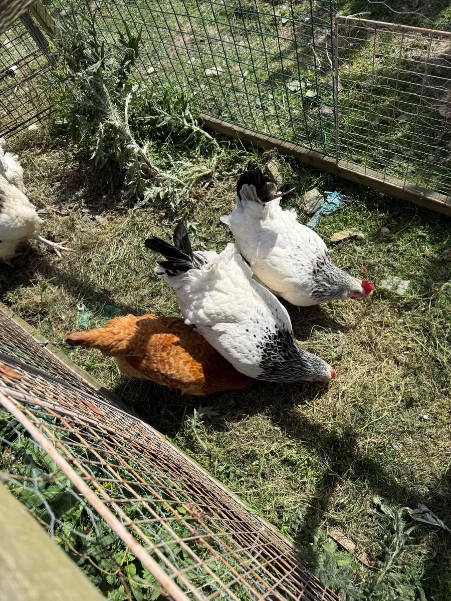 Sussex hens trio - Image 2