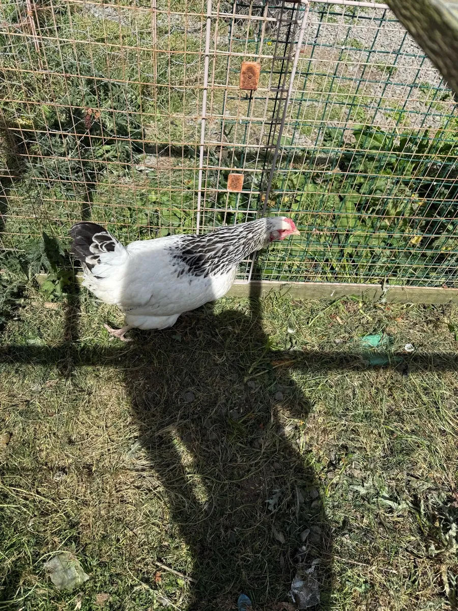 Sussex hens trio - Image 3