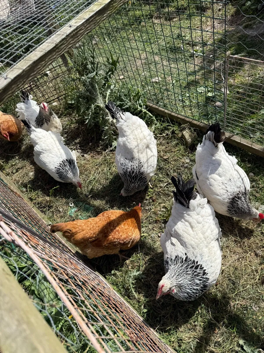Sussex hens trio - Image 4