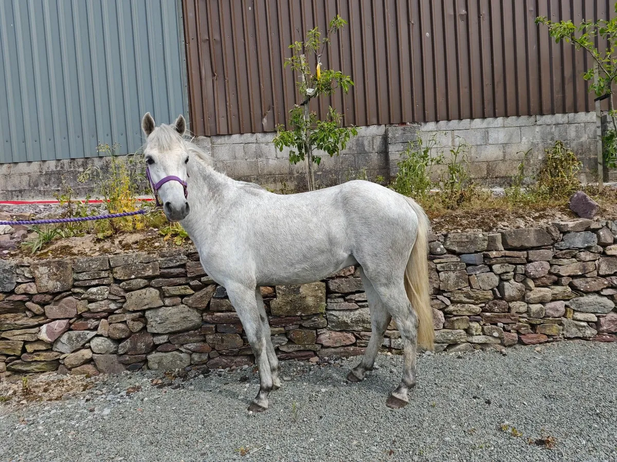 Grey Connemara gelding 3yr old - Image 1