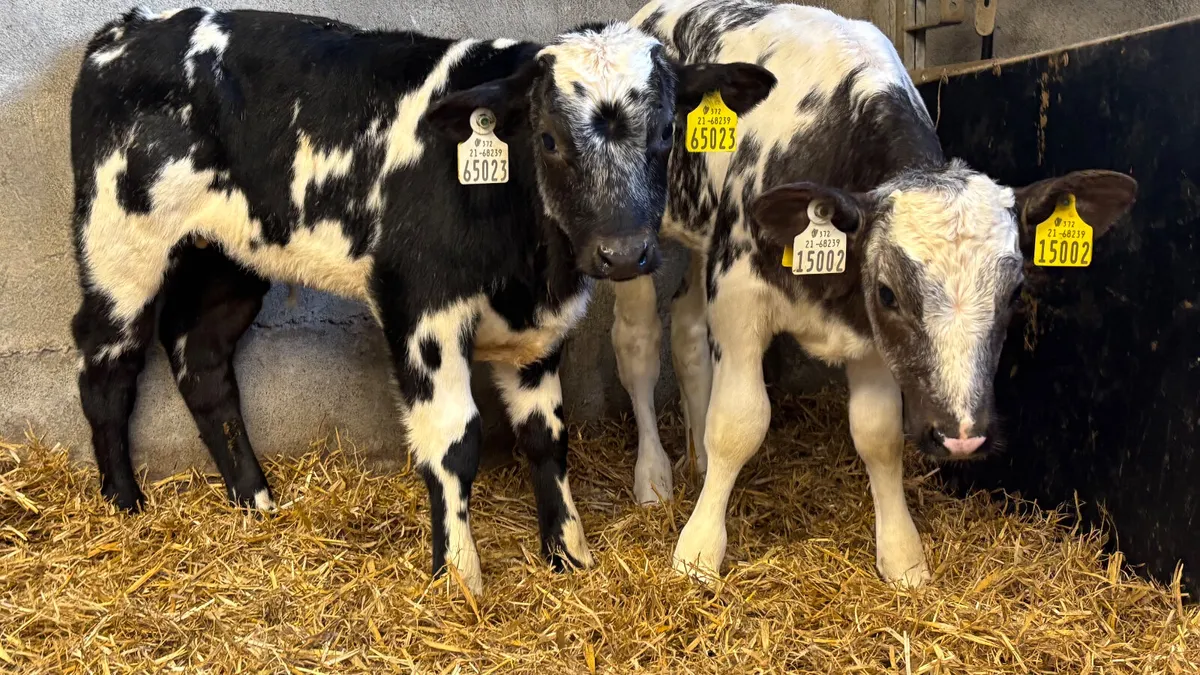 2 U Grade Belgian Blue Bull Calves - Image 2