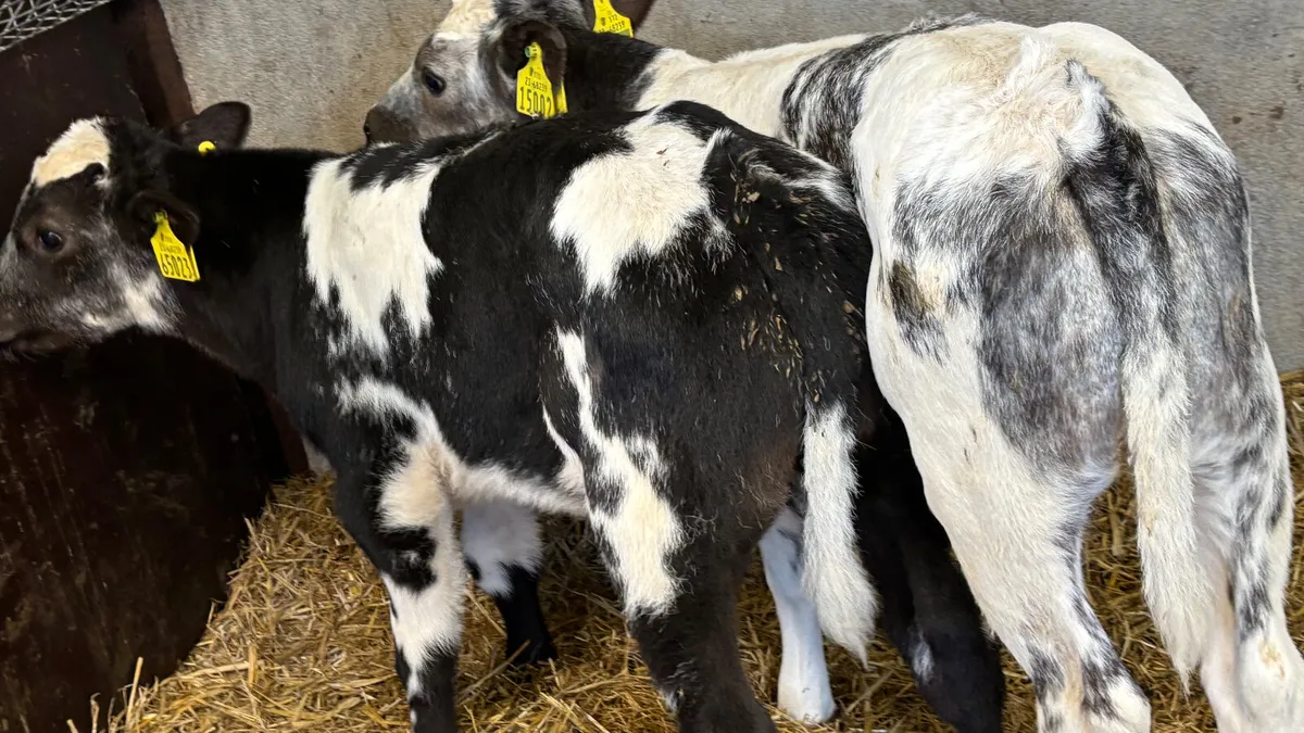 2 U Grade Belgian Blue Bull Calves - Image 3