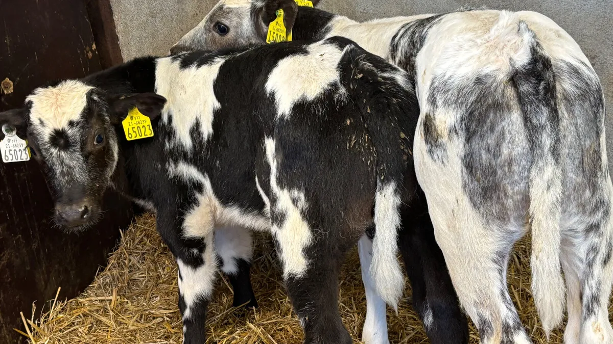 2 U Grade Belgian Blue Bull Calves - Image 1