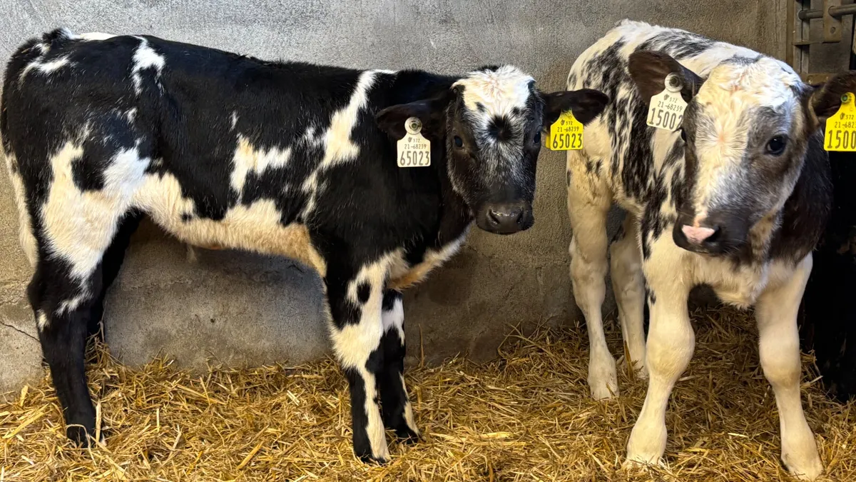 2 U Grade Belgian Blue Bull Calves - Image 4