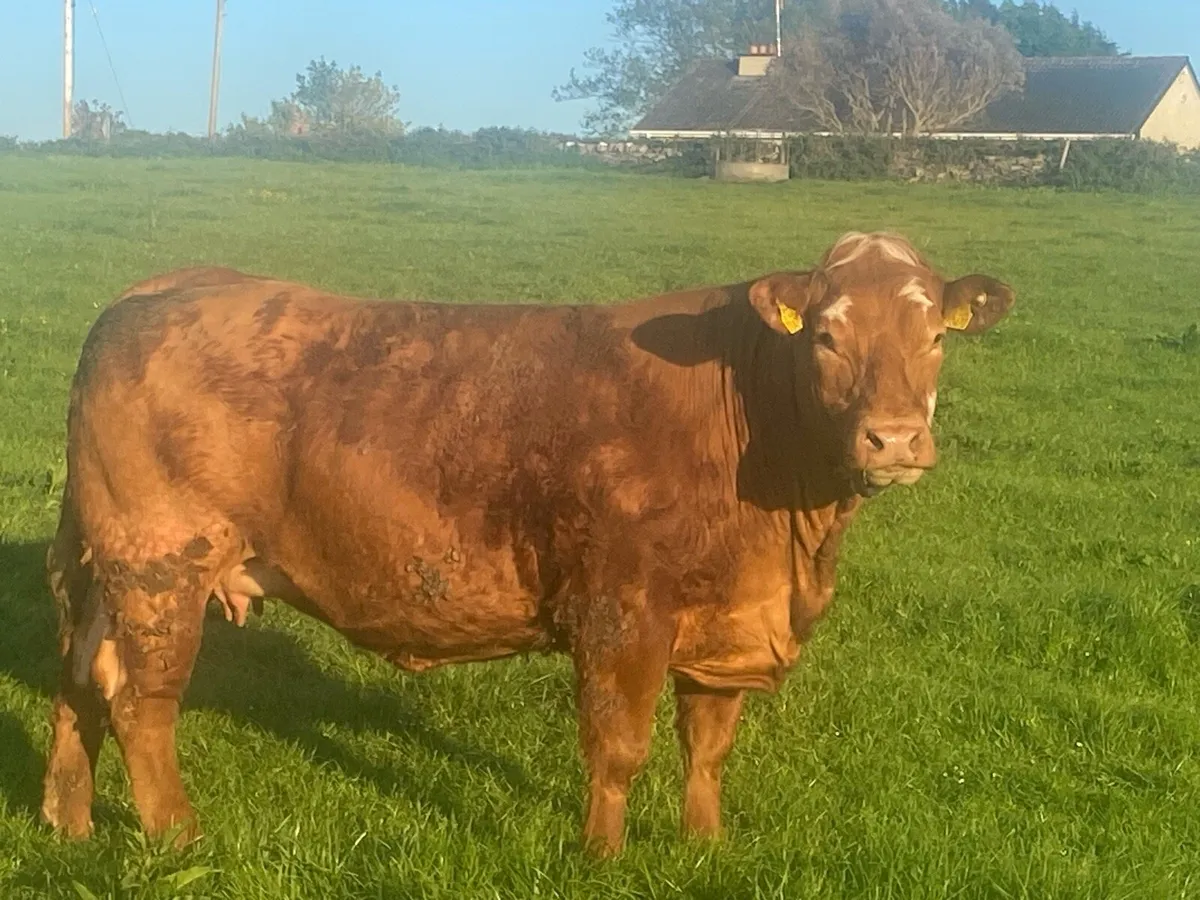 Springers - Image 1