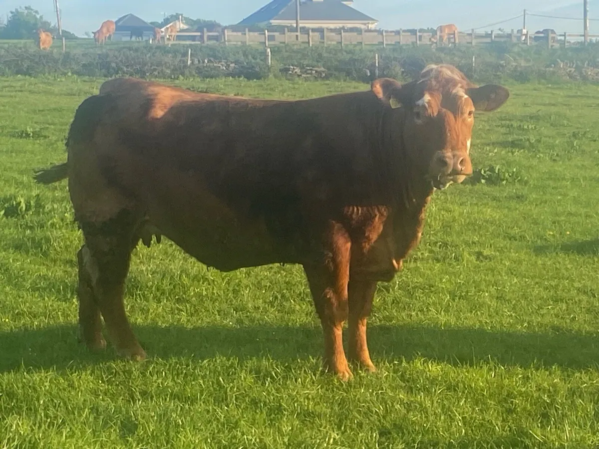 Springers - Image 3