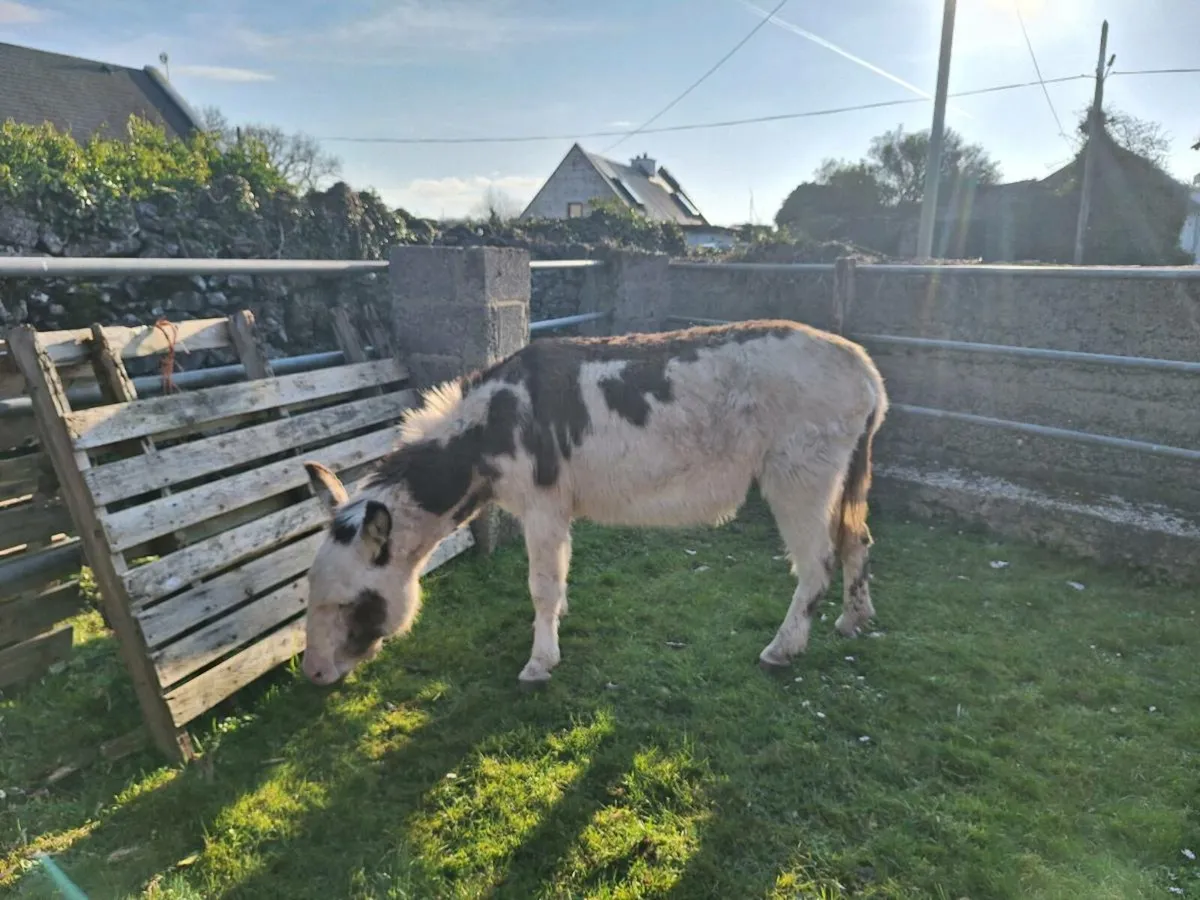 Mare donkey