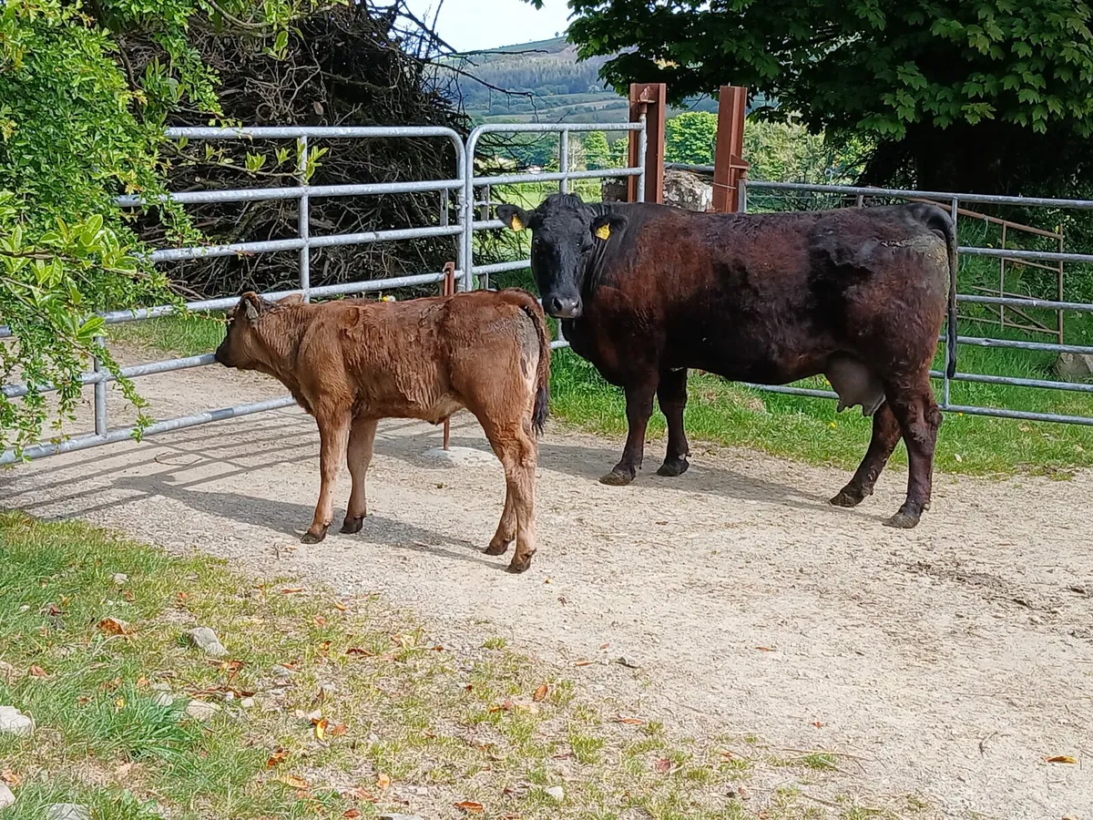 2 organic  Limousin cows with calves at foot - Image 1
