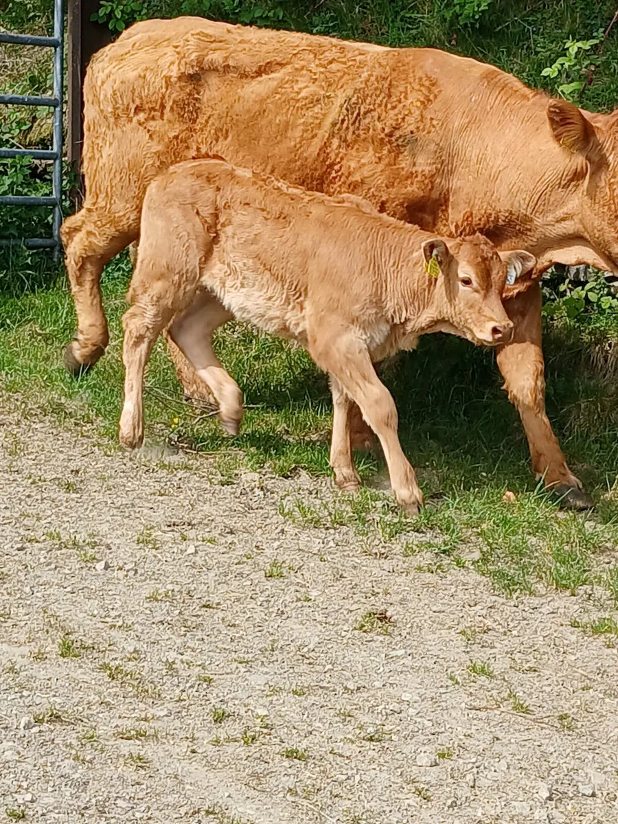 2 organic  Limousin cows with calves at foot - Image 2