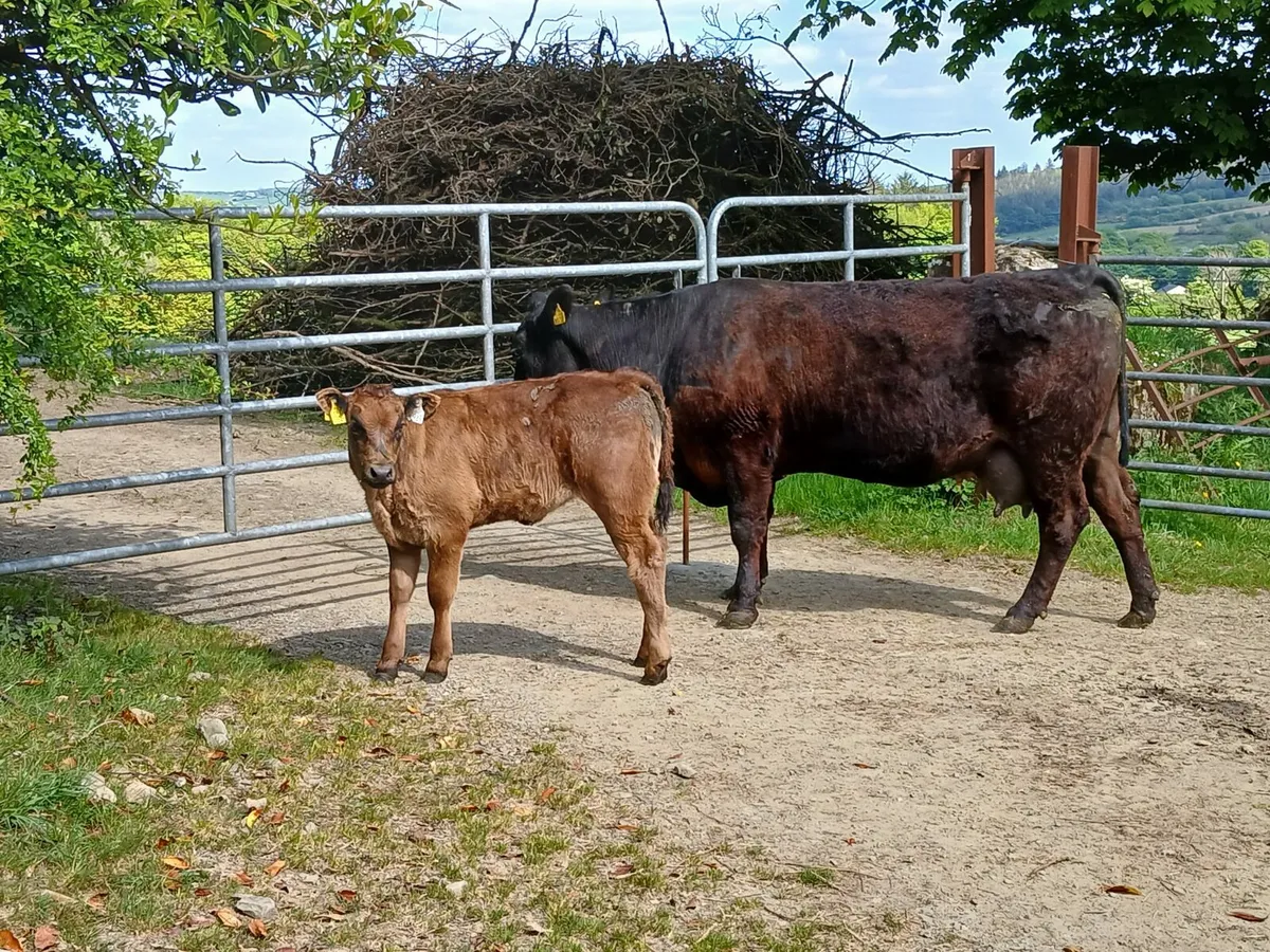 2 organic  Limousin cows with calves at foot - Image 3