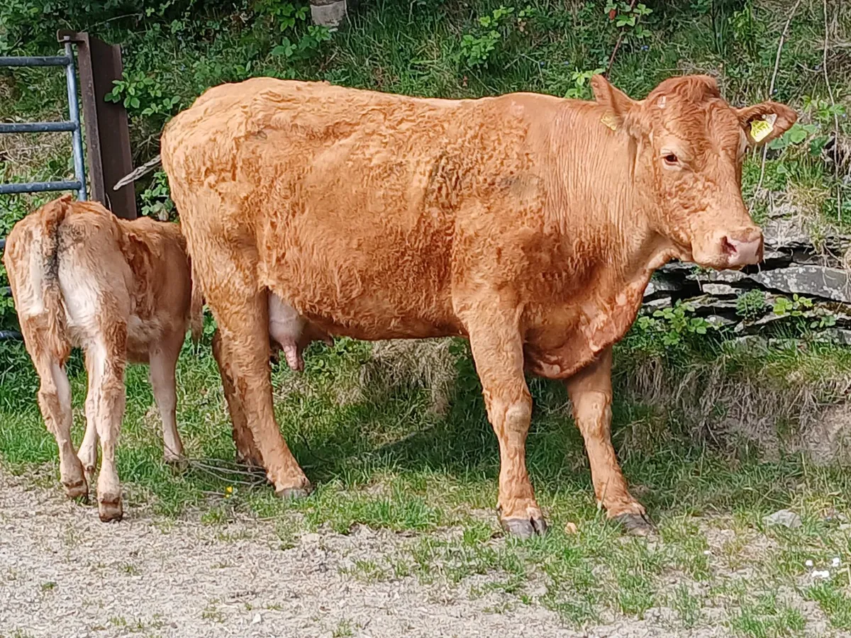 2 organic  Limousin cows with calves at foot - Image 4