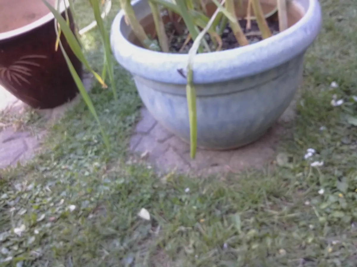 Glazed plant pots (2) - Image 4