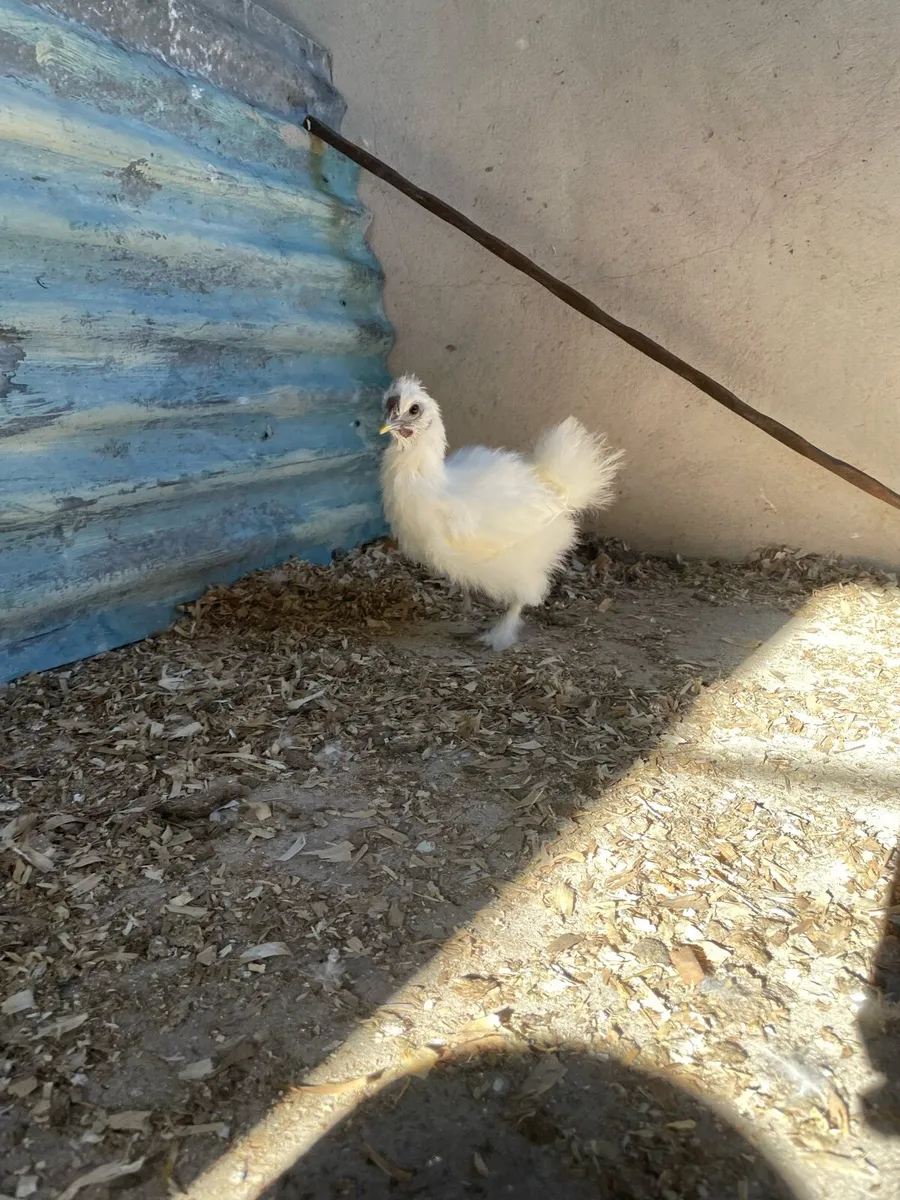 Silkies and mallard call duck - Image 1