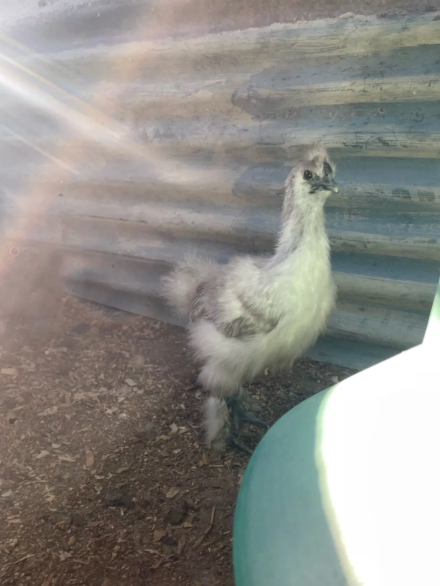 Silkies and mallard call duck - Image 2