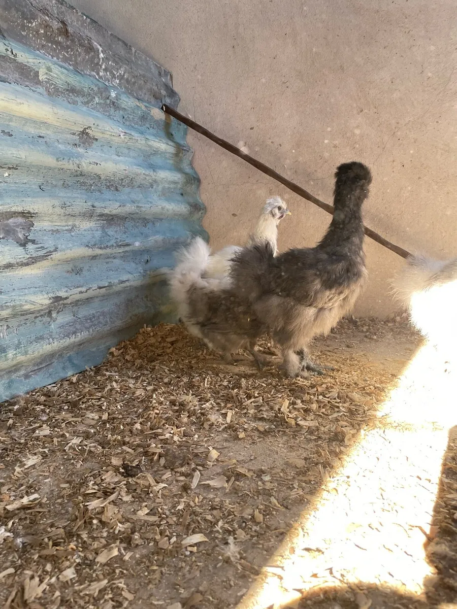 Silkies and mallard call duck - Image 3