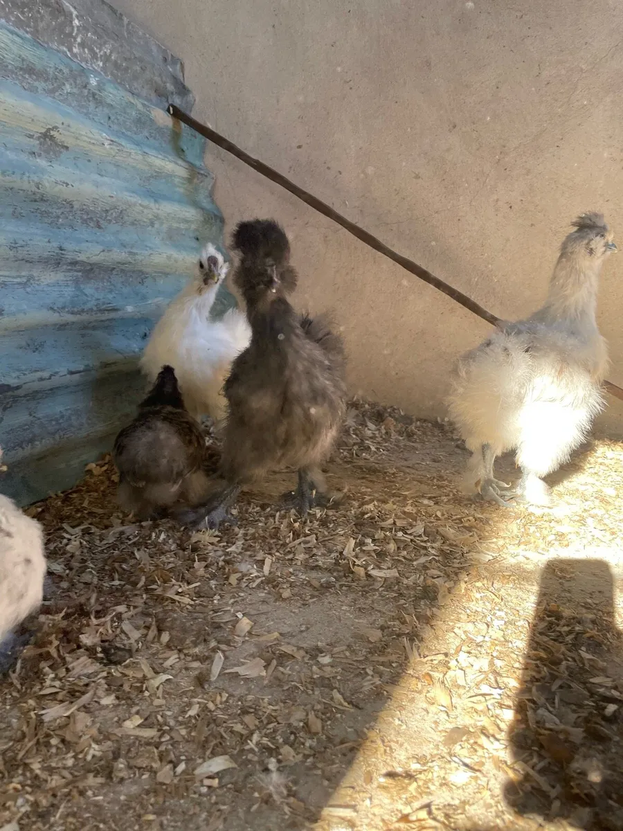 Silkies and mallard call duck - Image 4