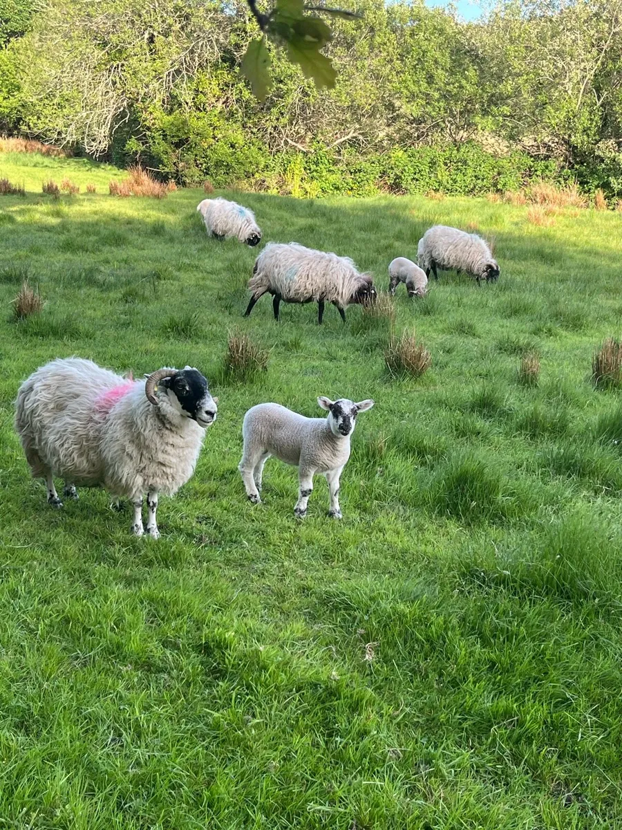Horn ewes with lambs - Image 1