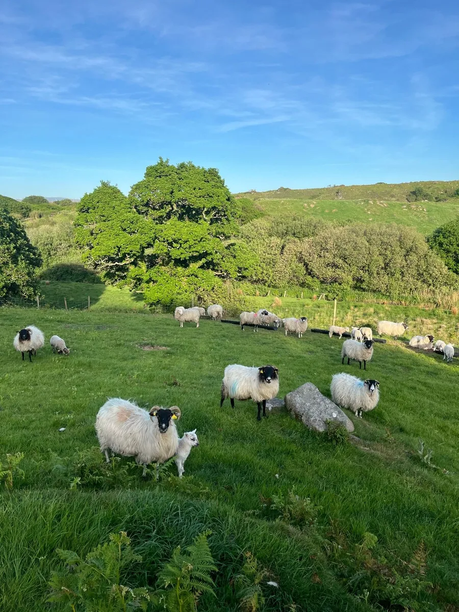Horn ewes with lambs - Image 2