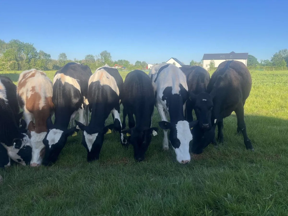 15 Weanlings for sale - Image 1