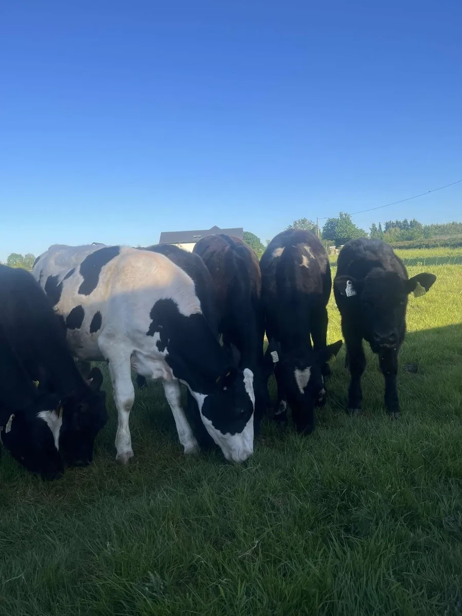15 Weanlings for sale - Image 2