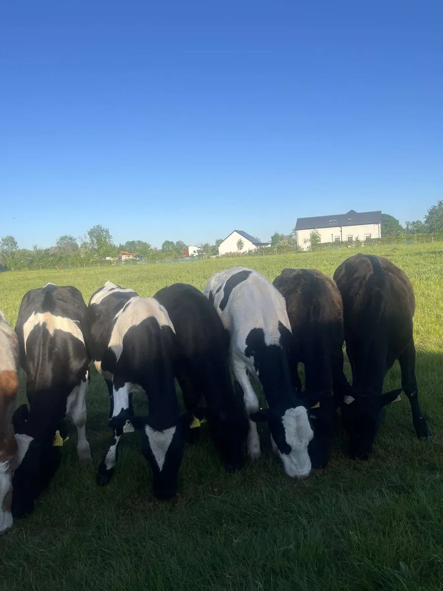 15 Weanlings for sale - Image 3