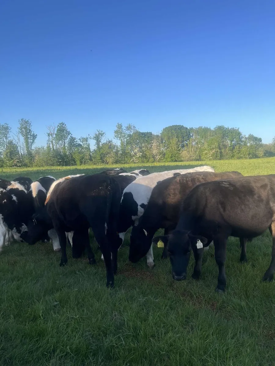 15 Weanlings for sale - Image 4