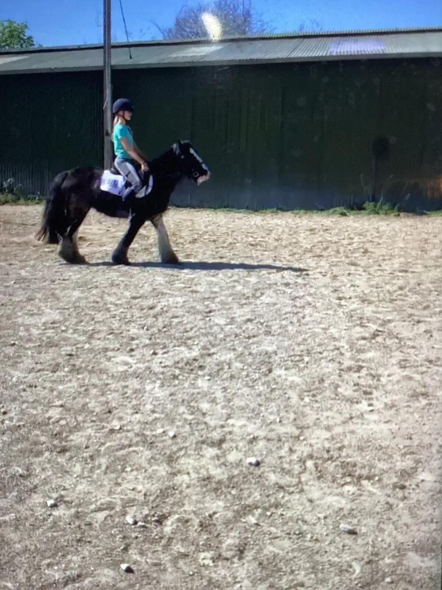 12”3 Hairy pony phone 0872474974 - Image 1