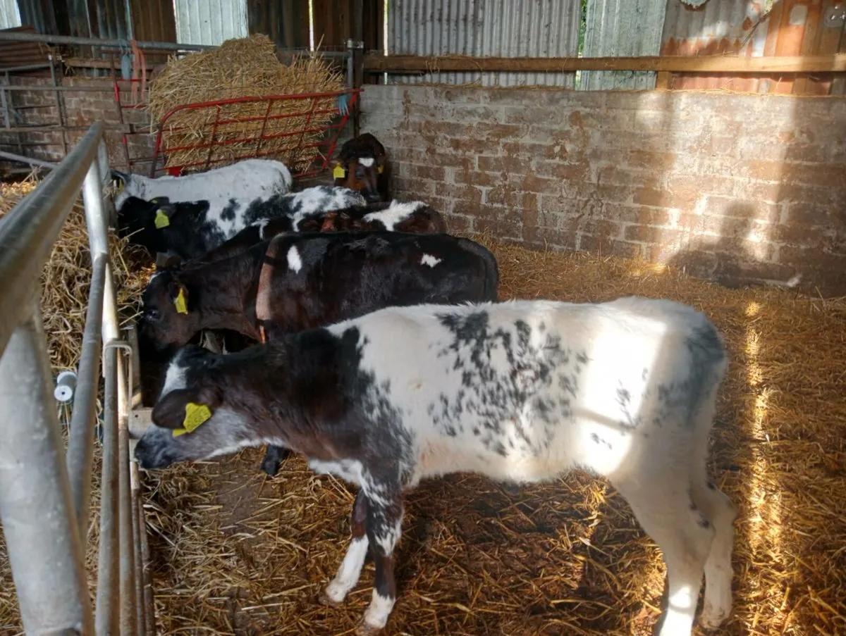 6 heifer calves on milk - Image 1
