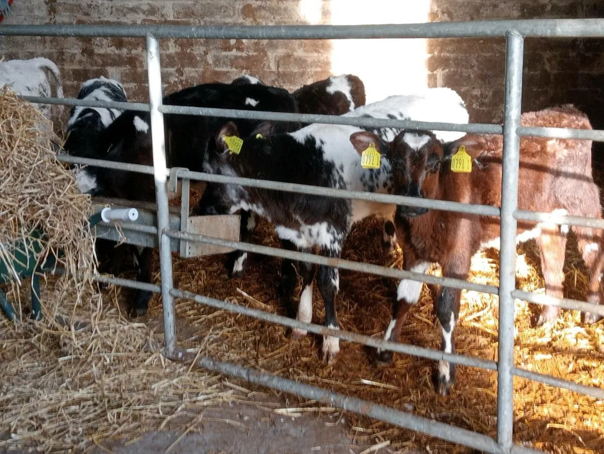 6 heifer calves on milk - Image 2
