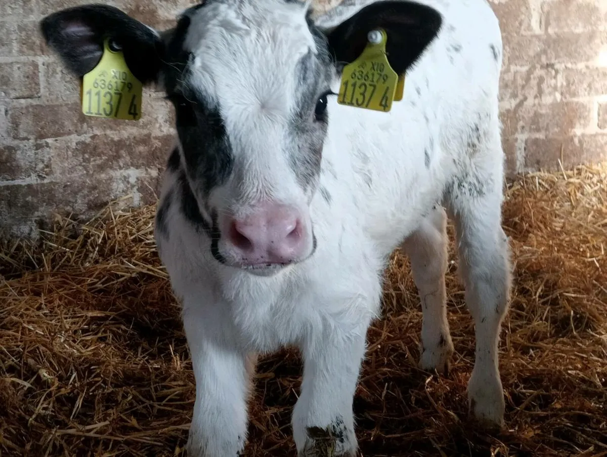 6 heifer calves on milk - Image 3