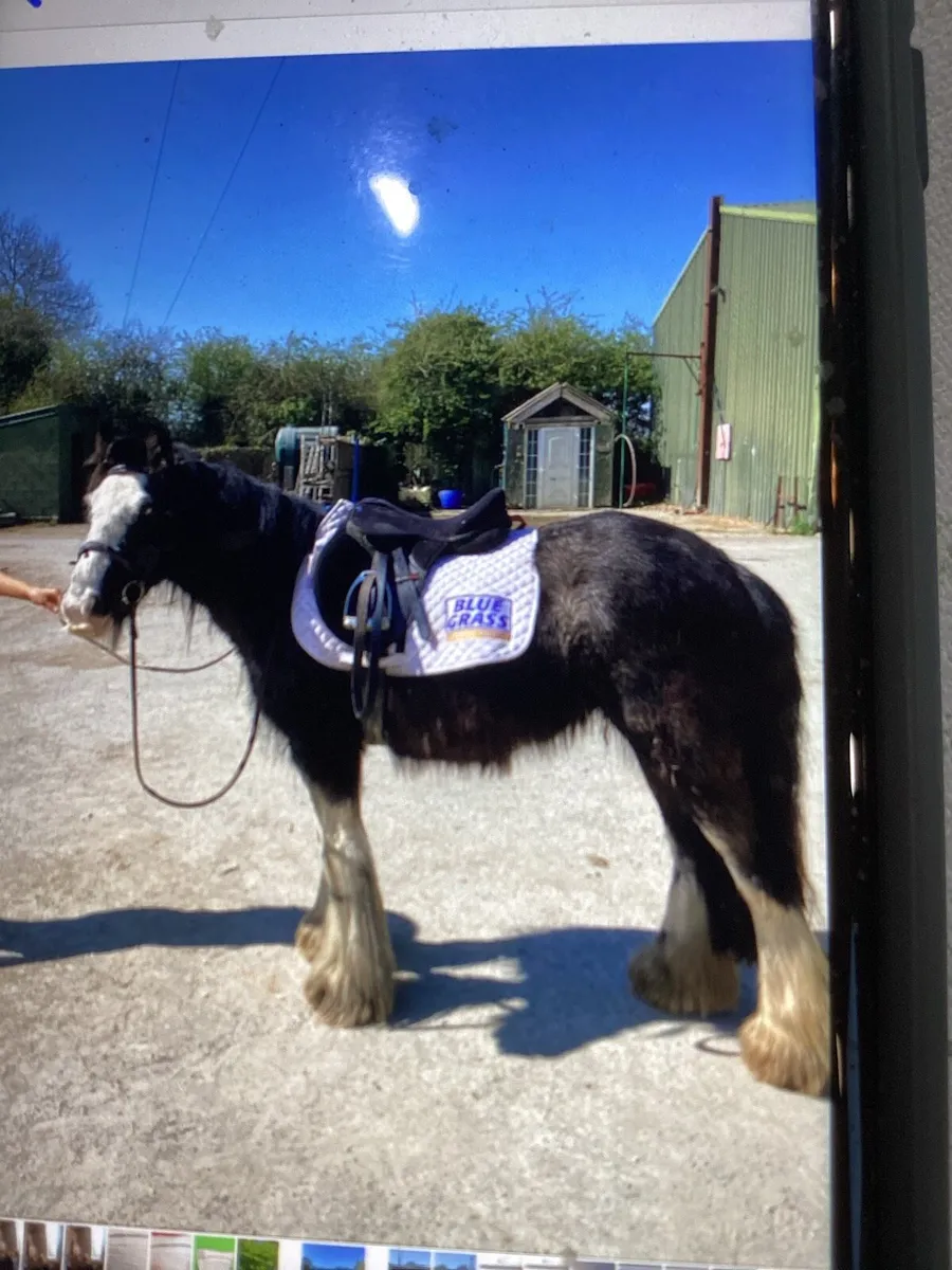 12”3 Hairy pony phone 0872474974 - Image 2