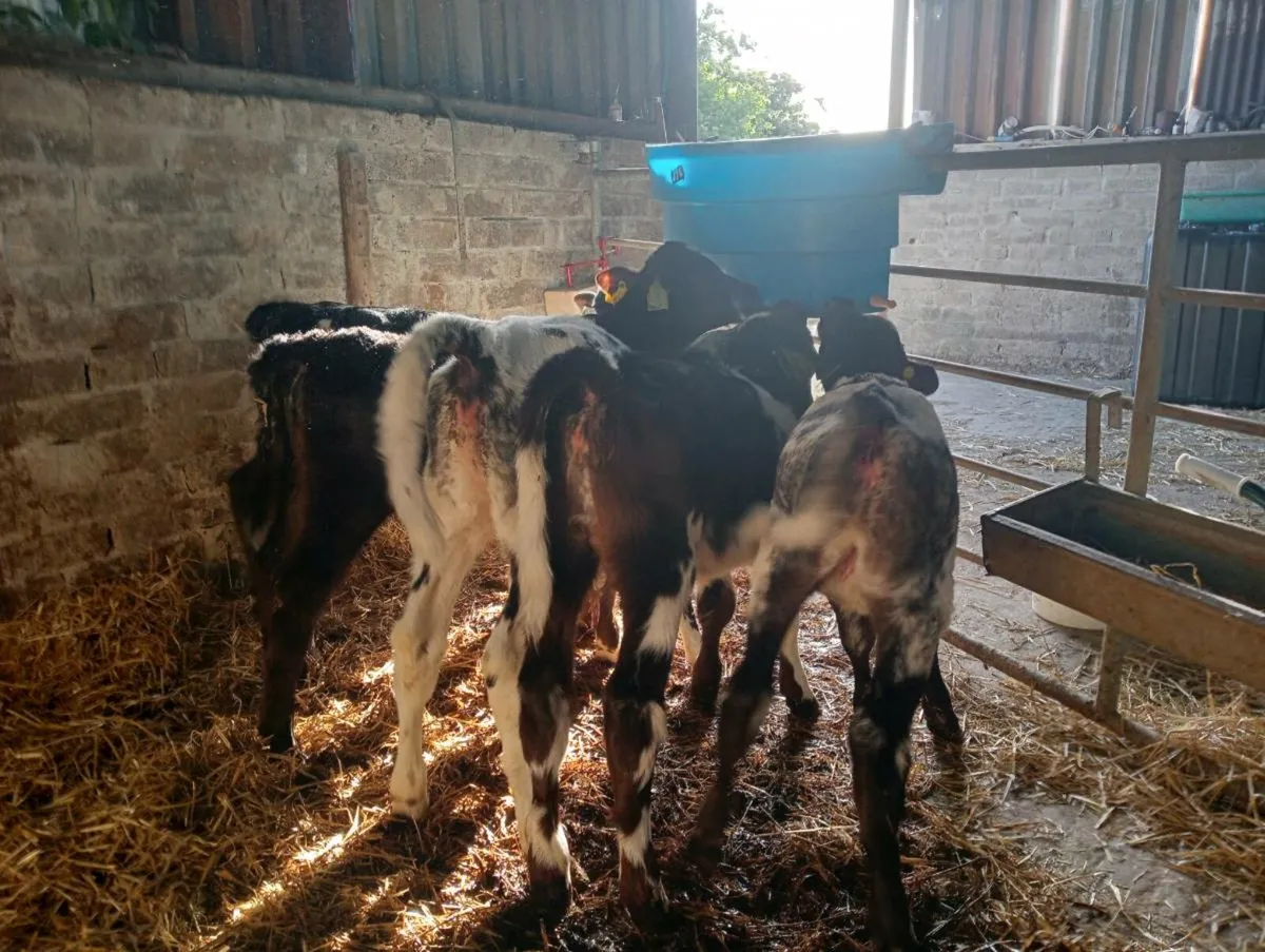 6 heifer calves on milk - Image 4