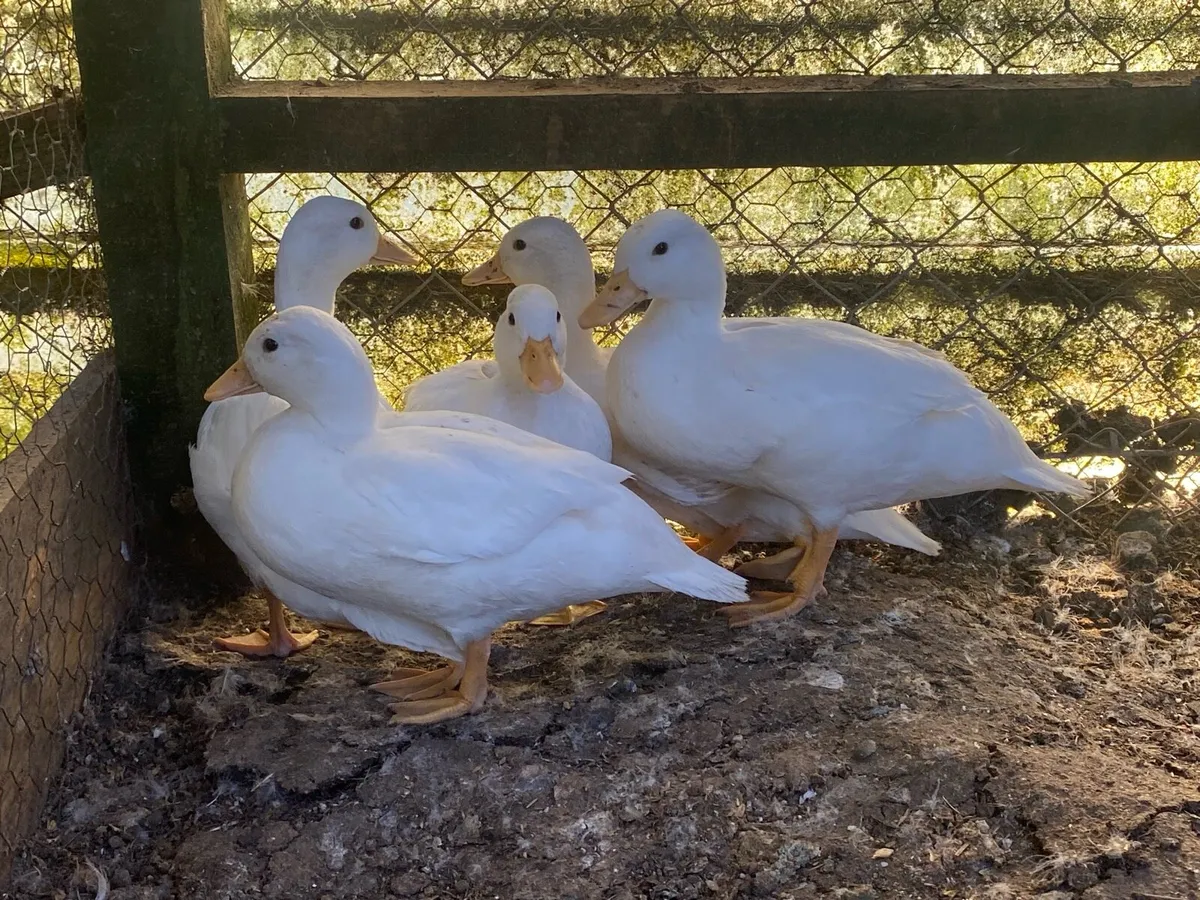 White call ducks - Image 1