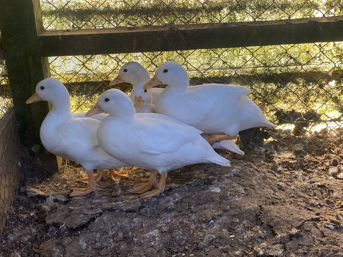 White call ducks - Image 2