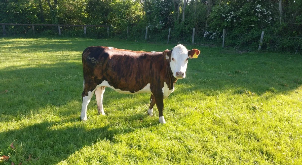 Hereford heifers - Image 3
