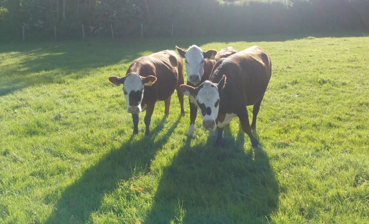 Hereford heifers - Image 2