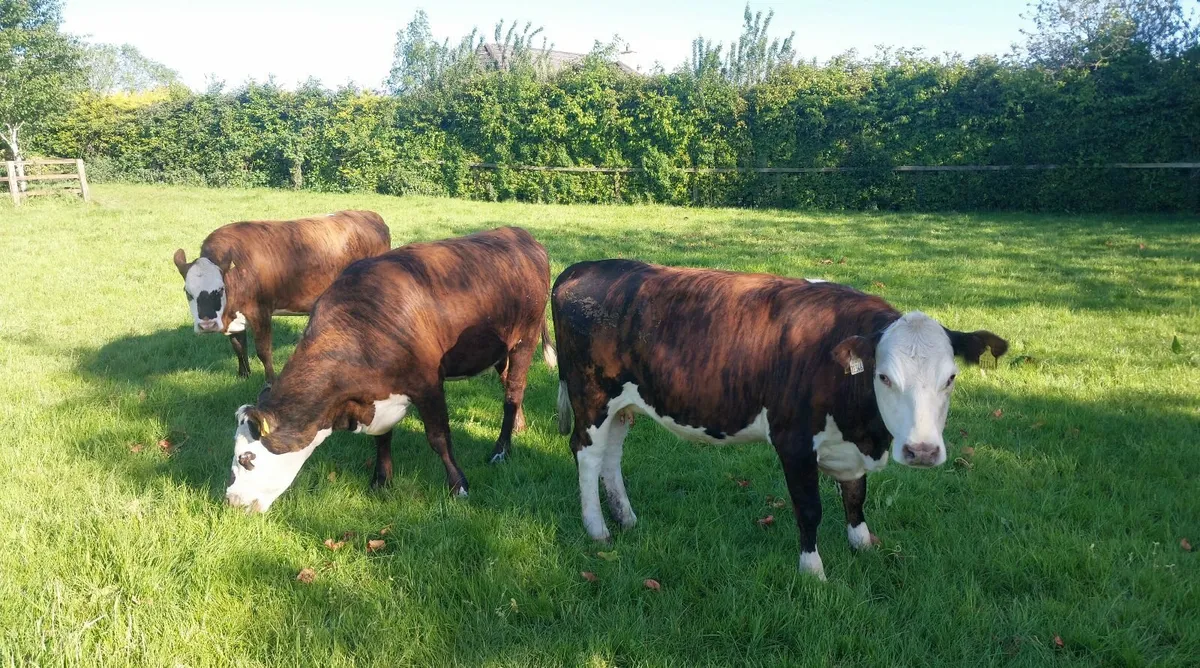 Hereford heifers - Image 1