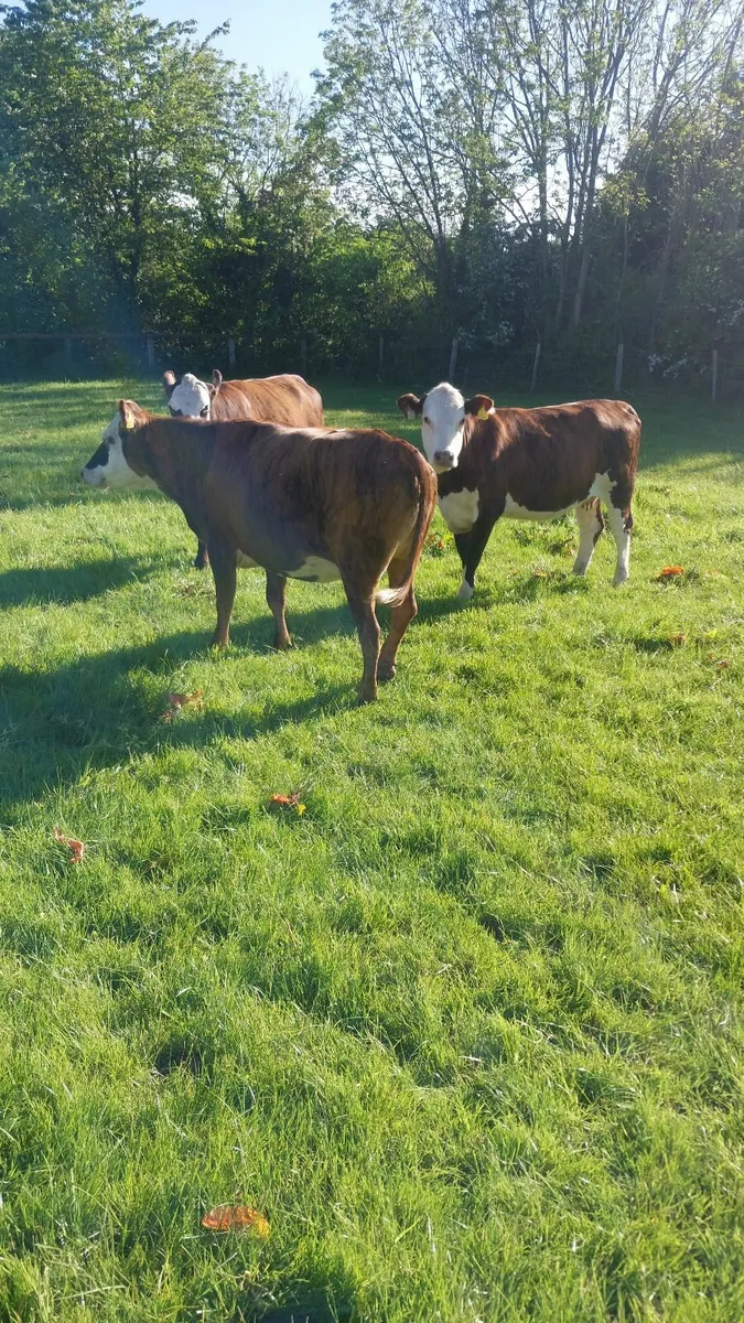 Hereford heifers - Image 4