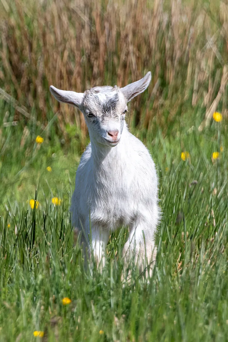 Goats - Image 1