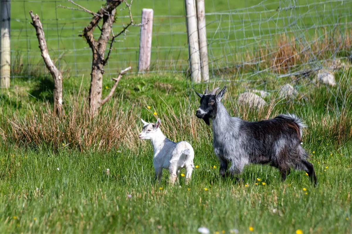 Goats - Image 2
