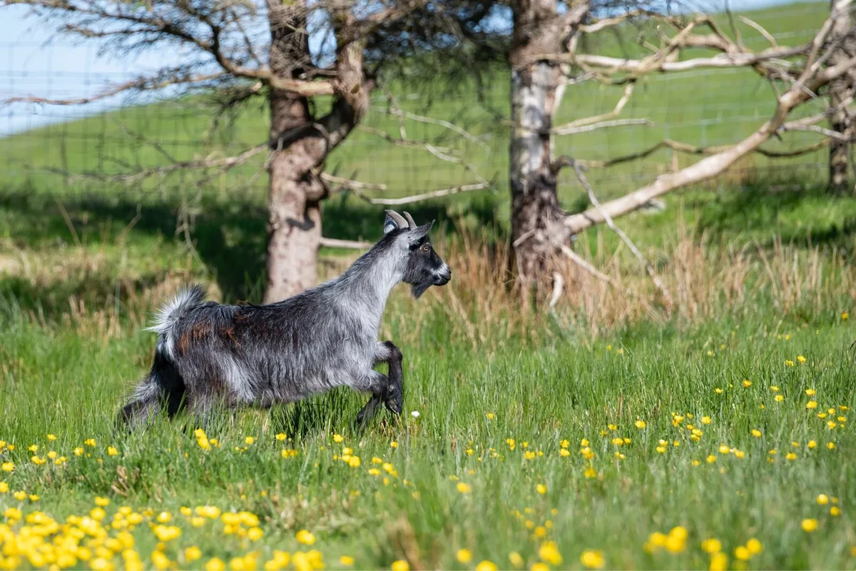 Goats - Image 3