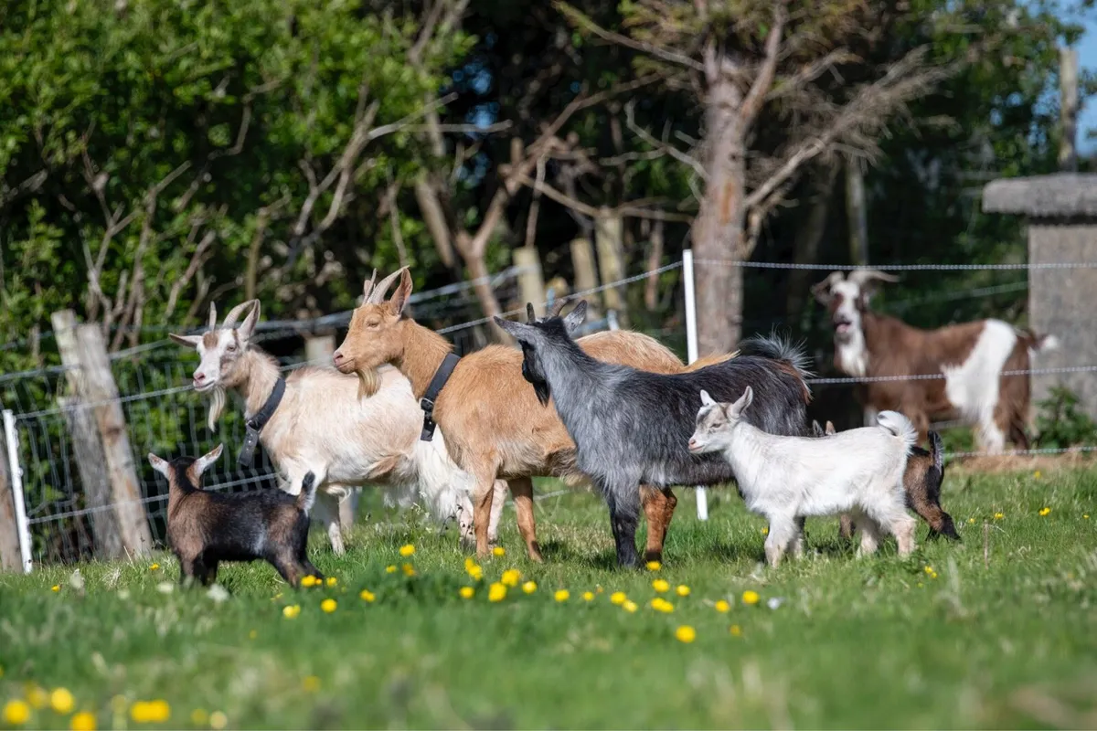 Goats - Image 4